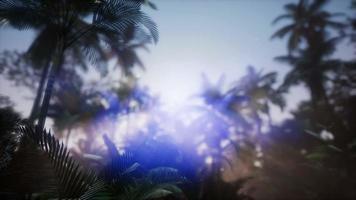 Sunset Beams through Palm Trees video