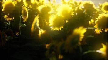 Sonnenblumenfeld an einem warmen Sommerabend video