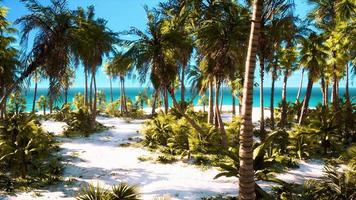 tropisch strand met wit zand turquoise water en palmbomen video