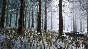 foresta congelata bianca d'inverno nella neve video