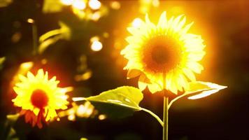 helle sonnenblume im sonnenuntergangslicht mit selektivem fokus der nahaufnahme