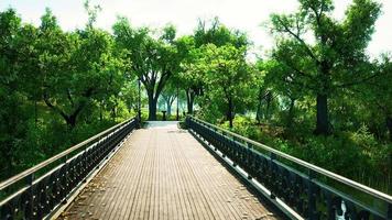 Puente viejo de 8k en el parque en verano video