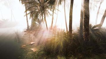 coconut palms in deep morning fog video