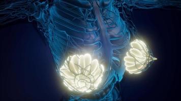 Human Body with Visible Glow Mammary Gland video