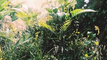 close-up da ponta de uma grama de tapete verde de folhas largas video