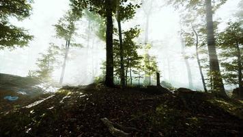 Sonnenaufgang in einem Wald mit Nebel video