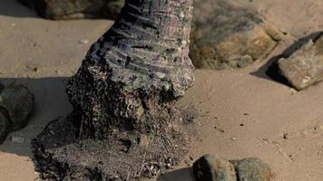 Primer plano de un tronco de palmera en la playa de arena del Caribe video