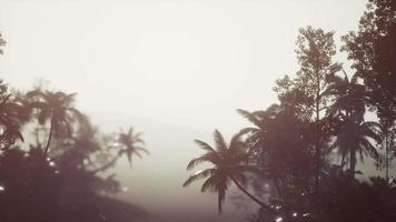 floresta tropical de palmeiras no nevoeiro video
