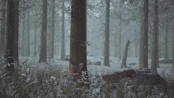 silhouettes mystiques d'arbres dans la forêt brumeuse d'hiver video