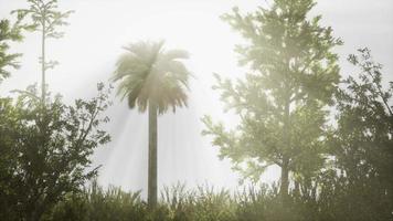 tropical palms and grass at sunny day video