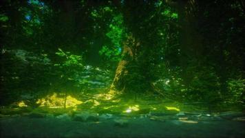 les racines des arbres et le soleil dans une forêt verte video