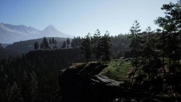 dimmigt dimmigt bergslandskap med granskog video