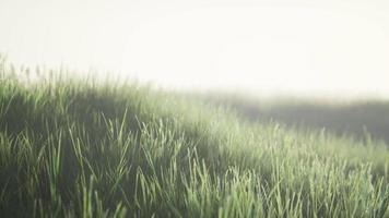 Green field with tall grass in the early morning with fog video