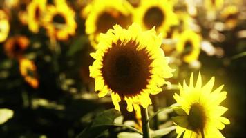 beautiful field of blooming sunflowers against sunset golden light video