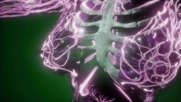 Human Body with Glow Blood Vessels video