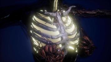 cuerpo humano con pulmones visibles video