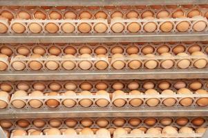 Lot of eggs in the production line in egg factory photo