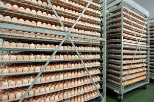 Lot of eggs in the production line in egg factory photo