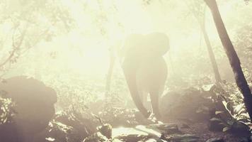 big elephant looking from a green jungle to the camera video