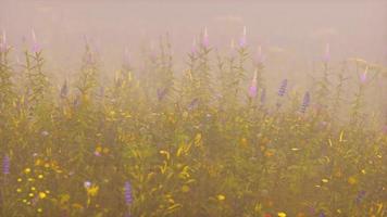 wild field flowers in deep fog video