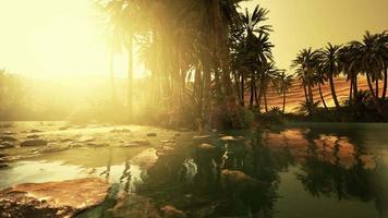 Panorama of Beautiful Oasis surrounded by sand dunes video