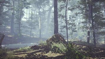 bosque de niebla con luz solar suave video