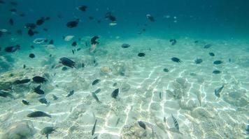 vista submarina con peces y superficie de arena blanca en la playa rosa labuan bajo indonesia foto