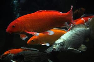 Koi fish. Group of various koi fish isolated on black background photo