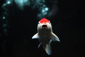 pez koi, pez koi rojo blanco aislado en fondo negro foto