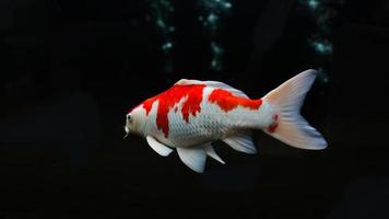 Koi fish, white red koi swimming isolated on black background and blurred bubbles photo