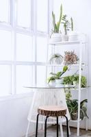 Minimalist white interior with home plants on rack, mini table and chair set and lighting from squares window glass. Minimalistic modern interior concept, copy space photo