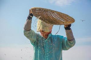 Close up of asian woman farmer harvesting rice in countryside. The farmer sifting rice during the harvesting process with blue sky background photo