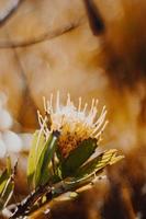 acerico protea en el arbusto foto