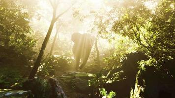 elephant in tropical forest with fog