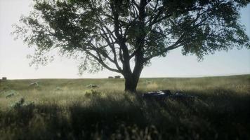 Large tree in the open savanna plains of Etosha national park in Namibia video