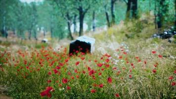 grass field and forest trees video