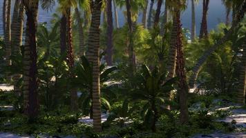 Palmenstrand auf der tropischen idyllischen Paradiesinsel video