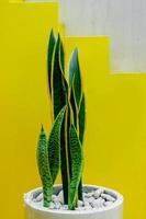 planta de serpiente, cáñamo de cuerda de víbora, lengua de suegra con espacio de copia sobre fondo amarillo pastel. concepto geométrico minimalista foto