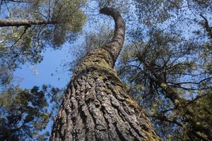 Old large tree in the forest, frog perspective, landscape framing photo