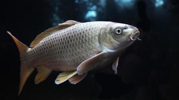 Koi fish, Silver koi fish isolated on black background photo