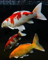 Koi fish. Group of various koi fish isolated on black background photo