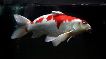 pez koi, pez koi rojo blanco aislado en fondo negro foto