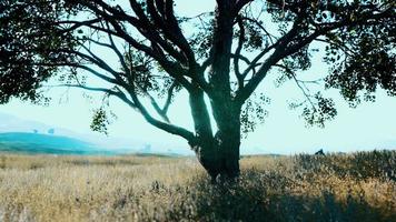 paisagem com uma colina e uma única árvore ao nascer do sol com luz quente video