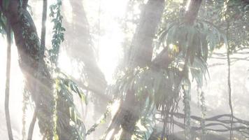 deep tropical jungle rainforest in fog