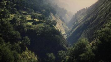 grüne Bäume in der Schlucht bei Sonnenuntergang mit Nebel video