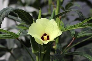 primer plano de la flor de okra foto