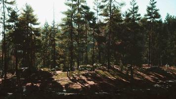 pinos silvestres al amanecer durante el amanecer en un hermoso bosque alpino video