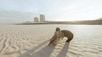 closeup de um crânio deitado na areia molhada video