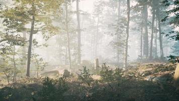 panorama of green forest at cold foggy morning video