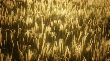 Campo de centeno amarillo maduro de 8k bajo un hermoso cielo de puesta de sol de verano video